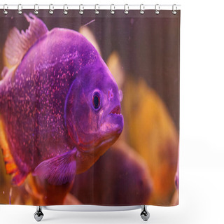 Personality  Underwater Photography Of Fish Pygocentrus Nattereri Close-up Shower Curtains