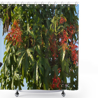 Personality  Flowers From BRACHYCHITON Acerifolium Flame Tree  In September In Mallorca, Spain. Shower Curtains