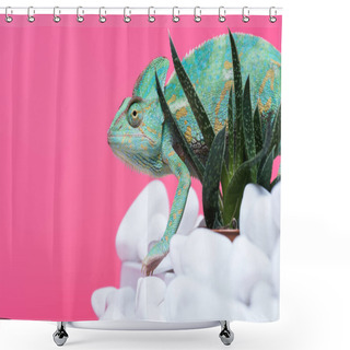 Personality  Side View Of Beautiful Exotic Chameleon On Stones With Succulents Isolated On Pink   Shower Curtains
