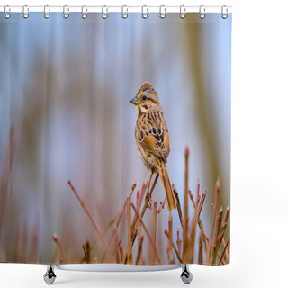 Personality  Song Sparrow Perched On Bare Branches During A Late Ohio Winter Shower Curtains