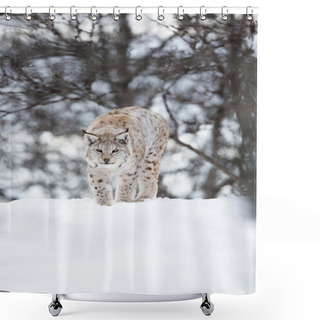 Personality  European Lynx Walking In The Snow Shower Curtains