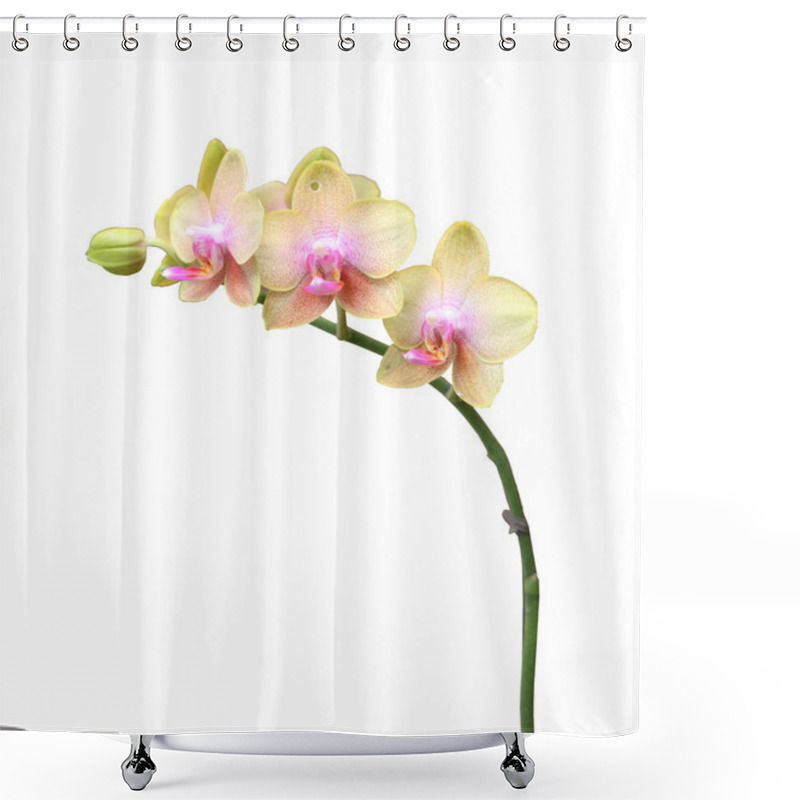 Personality  Orchid shower curtains