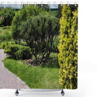 Personality  Selective Focus Of Fir Trees With Green Needles On Grass On Park  Shower Curtains