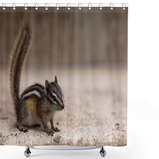 Personality  Least Chipmunk Shower Curtains