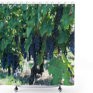 Personality  Vineyards, Grapevines At The St. Remigius Chapel, Wurmlinger Kapelle, Baden Wuerttemberg,  Shower Curtains
