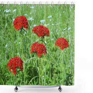 Personality  Maltese Cross Flower Shower Curtains
