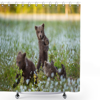 Personality  Brown Bear Cubs Playing In The Forest. Sceintific Name: Ursus Arctos. Shower Curtains