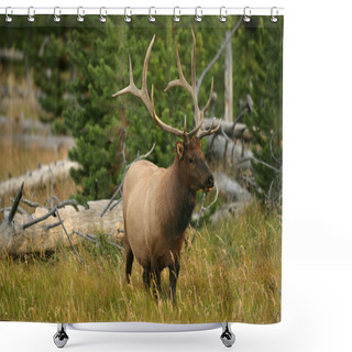 Personality  Bull Elk In Yellowstone Shower Curtains