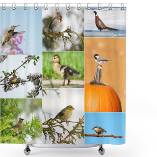 Personality  Birds Throughout Different Seasons Collage. Shower Curtains