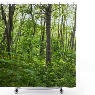 Personality  Green Leaves On Plants And Trees In Summer Forest Shower Curtains