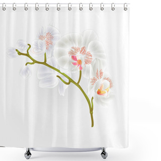 Personality  Branches Orchid Phalaenopsis White Flowers Tropical Plants Green Stem And Buds  Vintage Hand Draw Vector  Shower Curtains