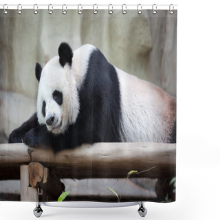 Personality  Sleeping Panda Shower Curtains