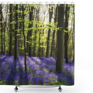 Personality  Stunning Bluebell Flowers In Spring Forest Landscape Shower Curtains