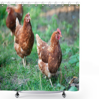 Personality  Chickens On A Walk In The Garden Shower Curtains