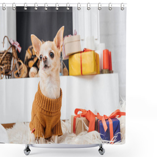 Personality  Adorable Chihuahua Dog In Sweater Sitting On Floor With Christmas Presents Near By Shower Curtains