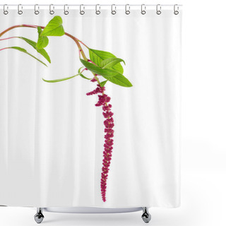 Personality  Amaranth Flower Isolated On White Shower Curtains