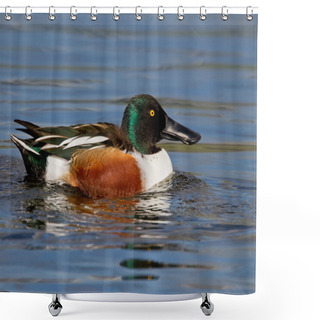 Personality  Northern Shoveler (Anas Clypeata) Shower Curtains