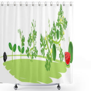 Personality  Life Cycle Of Watermelon Plant. Stages Of Watermelon Growth From Seed And Sprout To Harvest Shower Curtains