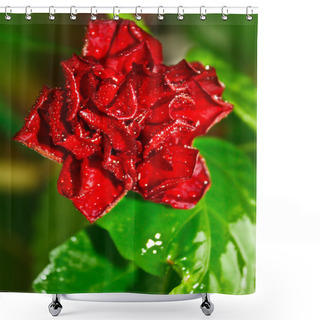 Personality  Beautiful Close Up View To Red Rose With Dew Among The Green Grass Foliage Shower Curtains