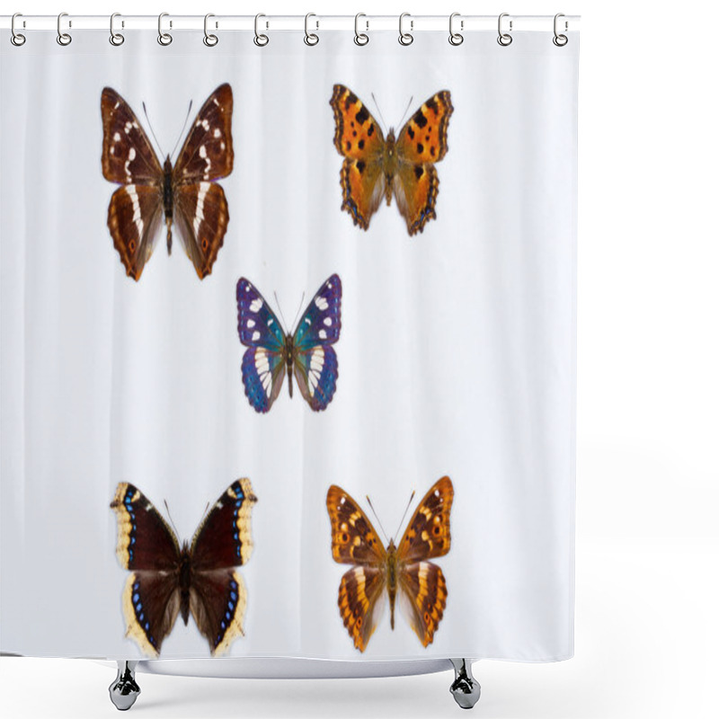 Personality  Collection Of Five Brush Footed Butterflies On White Shower Curtains