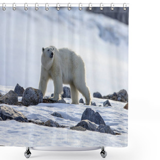 Personality  Polar Bear In The Snow (Ursus Maritimus) Shower Curtains