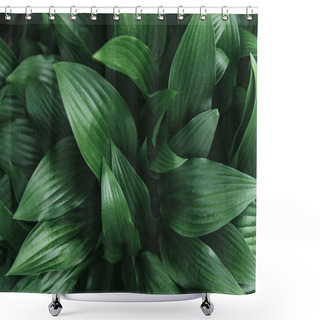 Personality  Full Frame Image Of Hosta Leaves Background Shower Curtains