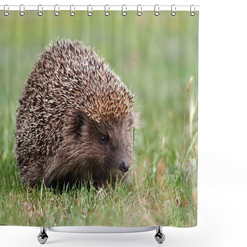 Personality  European hedgehog ( Erinaceus europaeus) in natuiral habitat shower curtains