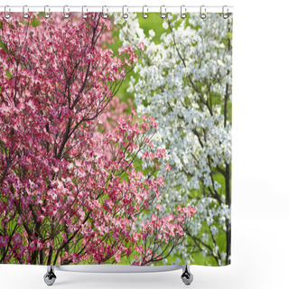 Personality  Beautiful Springtime Dogwood Trees  With Pink Blossoms, Cornus Florida Rubra Shower Curtains