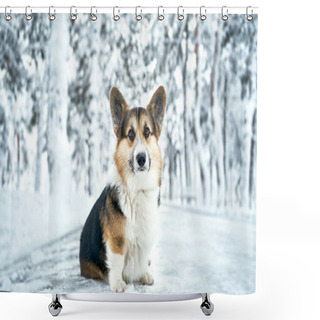 Personality  Winter Outdoor Portrait Welsh Corgi Dog In Snow Park Shower Curtains
