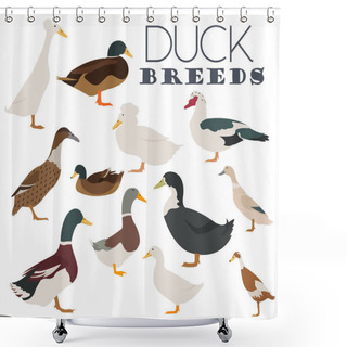 Personality  Poultry Farming. Duck Breeds Icon Set. Flat Design Shower Curtains