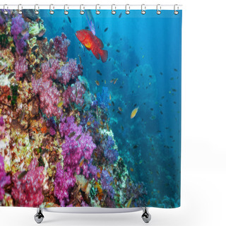 Personality  Cephalopholis Miniata, Also Known As The Coral Grouper, Coral Hind, Rock Cod, Coral Trout, Round-tailed Trout Or Vermillion Seabass Is A Species Of Marine Ray-finned Fish Shower Curtains
