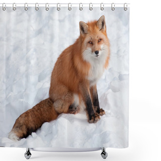 Personality  Young Red Fox In The Snow Looking At The Camera Shower Curtains