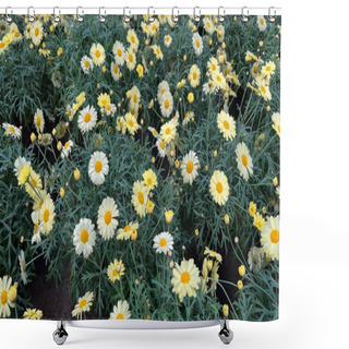 Personality  Group Of Potted White And Yellow Daisy Flowers Shower Curtains
