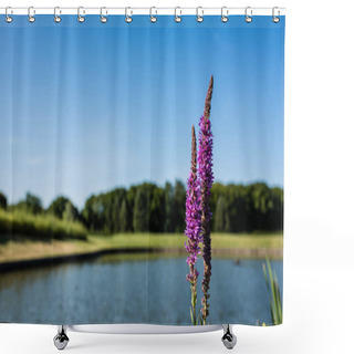 Personality  Selective Focus Of Purple Blooming Lupines In Park  Shower Curtains