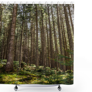 Personality  Sunlight On Mossy Glade In Forest  Shower Curtains