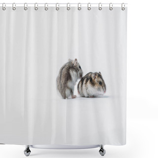 Personality  Adorable, Furry Hamsters On Grey Background With Copy Space Shower Curtains