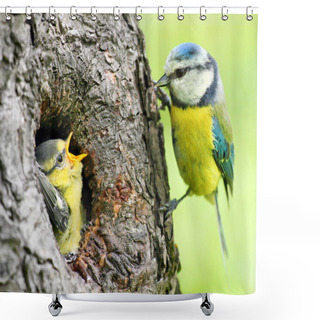Personality  Parenting In Wilderness. Shower Curtains