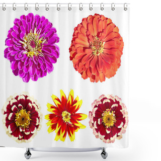 Personality  Beautiful Colorful Zinnia Elegans Flowers In Bloom On White Back Shower Curtains