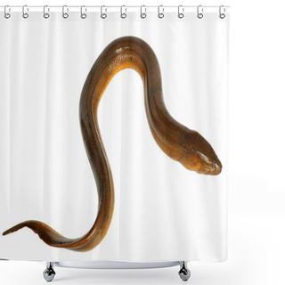 Personality  Close-eel. Shower Curtains