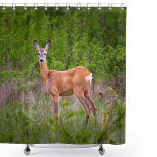 Personality  Roe Deer In Forest Shower Curtains