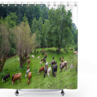 Personality  Bos, The Genus Of Wild And Domestic Cattle. Cows Bulls And Calves. Shower Curtains