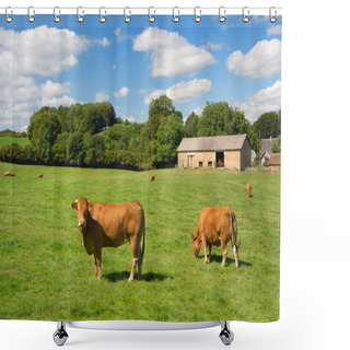 Personality  French Agriculture Landscape With Brown Limousine Cows Shower Curtains