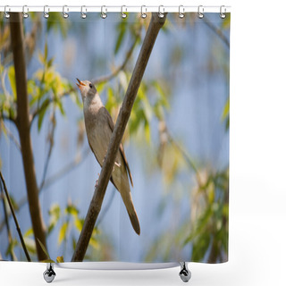 Personality  Singing Nightingale Shower Curtains