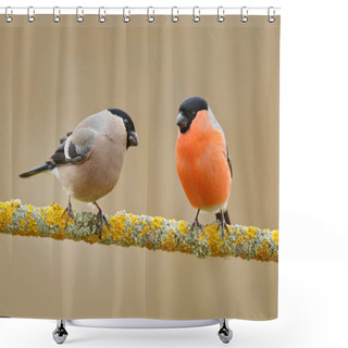 Personality  Bullfinches Sitting On Yellow Lichen Branch Shower Curtains