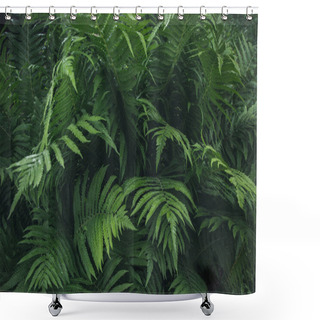 Personality  Green Leafs Of Fern With Raindrops In Tropical. Top View. Nature Background. Shower Curtains