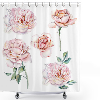Personality  Set Of Watercolor Botanical Illustrations Of Delicate Pink Rose. Five Colors. Shower Curtains