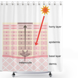 Personality  Infographic Skin Illustration. Skin Mechanism Of Facial Blotches Shower Curtains
