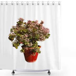 Personality  Crassula Ovata Jade Plant With Small Pink-white Flowers Shower Curtains