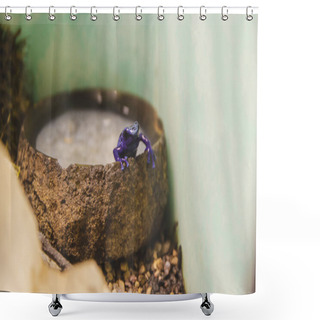 Personality  Close Up Picture Of Small Purple Poison Frog In Reptile Garden Staying In Pool Of Water, Nature Concept In Aquarium With Light Background. Exotic Tree Frog Isolated In The Imitation Of Forest.  Shower Curtains