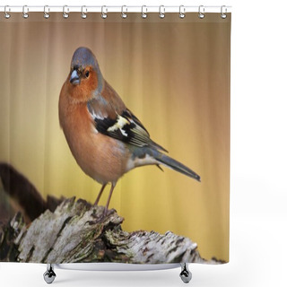 Personality  Close-up Of A Male Common Chaffinch (Fringilla Coelebs) Perching On A Tree Trunk/branch, Scotland, UK Shower Curtains